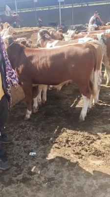 赤峰市牛架子飯店電話(huà)地址查詢(xún)-第1張圖片