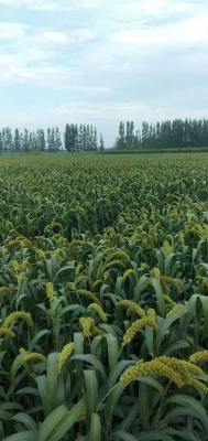 赤峰拾禾谷子店電話號碼查詢-第1張圖片