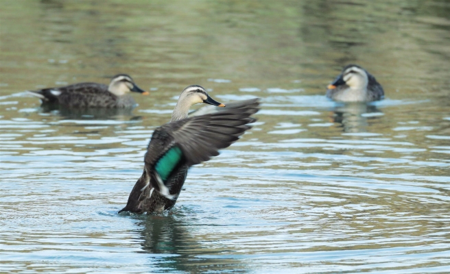 赤峰賣小鴨子的地方電話號碼-第1張圖片