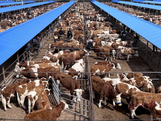 赤峰全牛滋補(bǔ)鍋配送電話號(hào)碼-第1張圖片