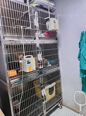 赤峰晚間寵物醫(yī)院地址電話號(hào)碼-第1張圖片