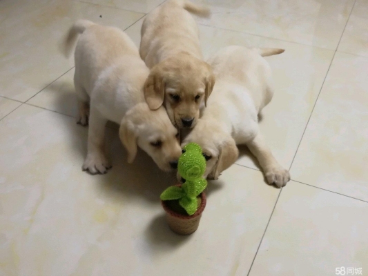 赤峰出售狗食品店電話地址查詢-第1張圖片