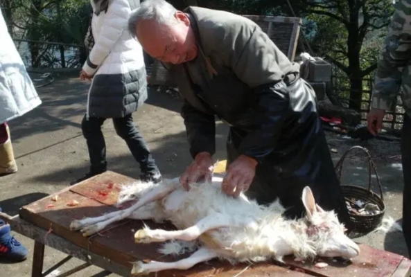 赤峰市大廟賣(mài)豬電話地址查詢-第1張圖片