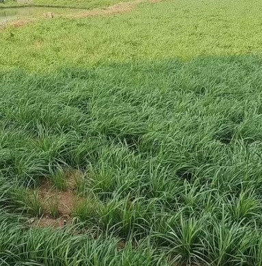 赤峰平莊草坪廠(chǎng)電話(huà)多少號(hào)-第1張圖片