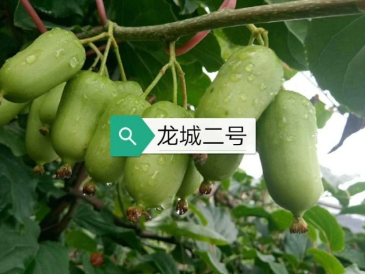 赤峰軟棗子苗供應商電話號碼-第1張圖片