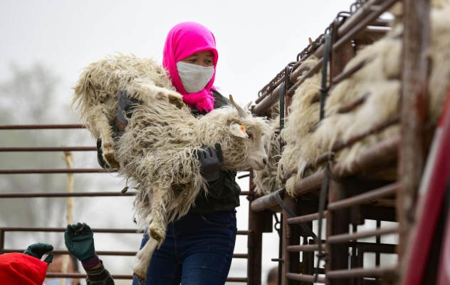 赤峰市賣活羊電話地址查詢-第1張圖片