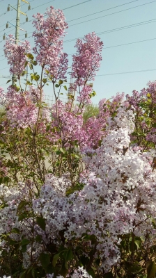 赤峰穆家營子八隊電話號碼-第1張圖片