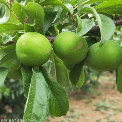 赤峰李子公司電話多少號(hào)碼-第1張圖片