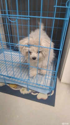 赤峰賣抓狗工具的地方電話號(hào)碼-第1張圖片