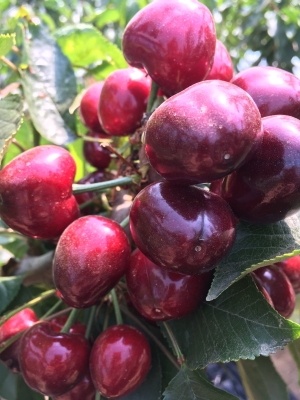 赤峰龍哥水果批發(fā)電話地址查詢-第1張圖片