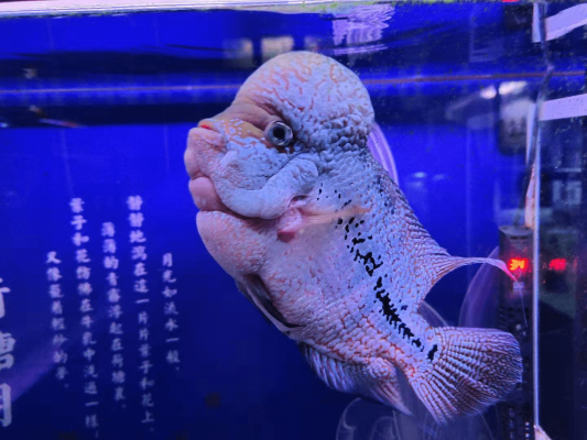 赤峰賣(mài)魚(yú)直播觀賞魚(yú)電話號(hào)碼-第1張圖片