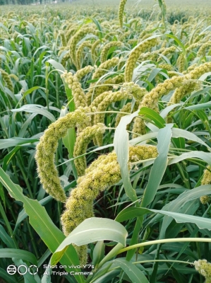 赤峰黃金谷批發(fā)商家電話號碼-第1張圖片