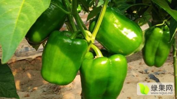 赤峰辣椒打粉加工廠電話號(hào)碼-第1張圖片