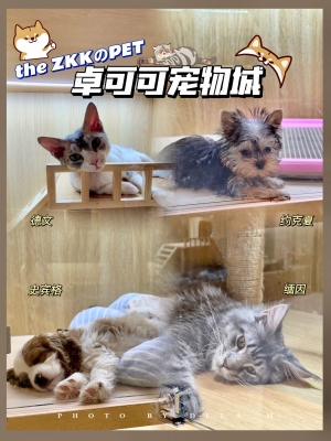 赤峰大孟寵物店電話地址查詢-第1張圖片