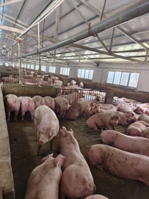 內(nèi)蒙古赤峰養(yǎng)豬廠電話號(hào)碼-第1張圖片