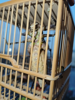 赤峰蟈蟈籠子廠家電話多少號-第1張圖片