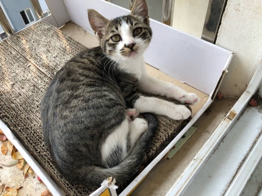 赤峰小貓咪領(lǐng)養(yǎng)電話號碼查詢-第1張圖片