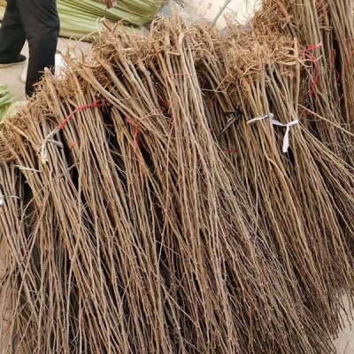 赤峰樹苗架桿廠家直銷電話號碼-第1張圖片