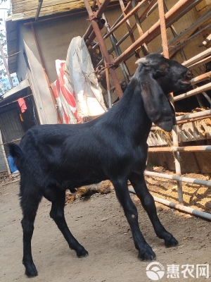 赤峰波爾山羊羊苗基地電話號碼-第1張圖片