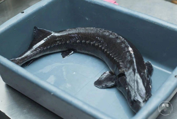 赤峰現(xiàn)殺牛肉店電話地址查詢-第1張圖片