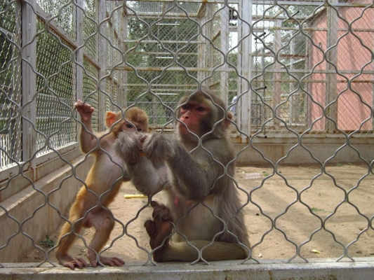 赤峰小猴子實(shí)體店電話號(hào)碼-第1張圖片