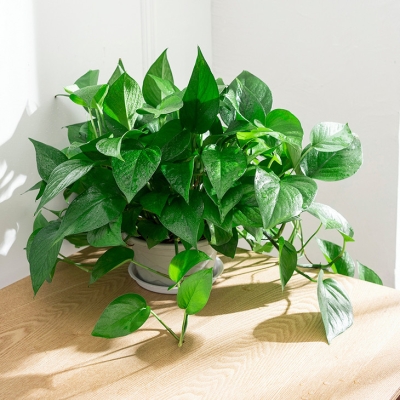 赤峰花店綠蘿市場電話號碼查詢-第1張圖片