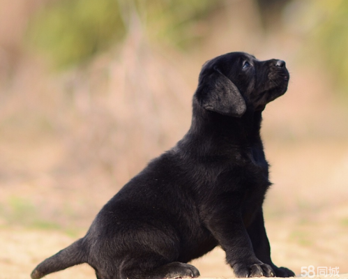 赤峰市賣狗狗的地方電話號碼-第1張圖片