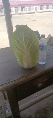 赤峰市白菜代辦公司電話號(hào)碼-第1張圖片