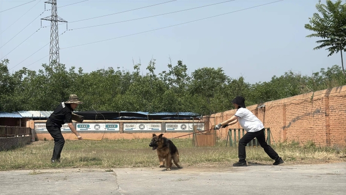 赤峰訓(xùn)狗基地-第1張圖片