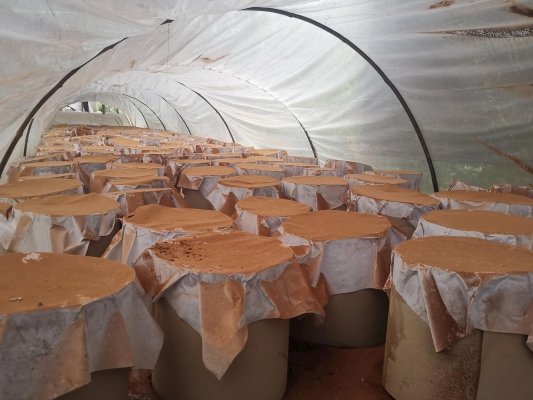 赤峰市靈芝種植基地電話號(hào)碼-第1張圖片