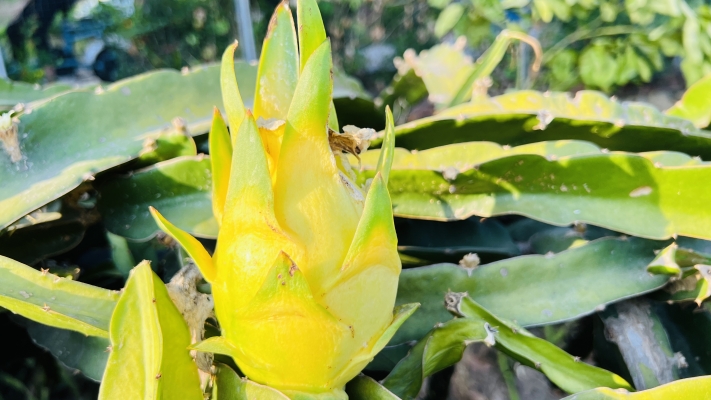 赤峰火龍果采摘基地電話號(hào)碼-第1張圖片