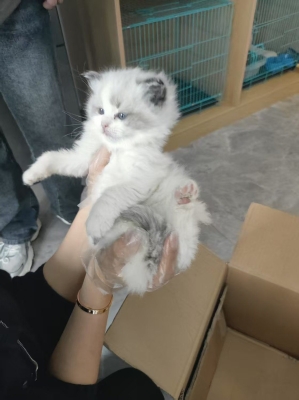 赤峰哪里可以領(lǐng)養(yǎng)貓-第1張圖片