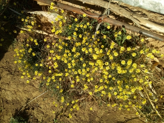 赤峰解憂花鋪電話多少號碼-第1張圖片