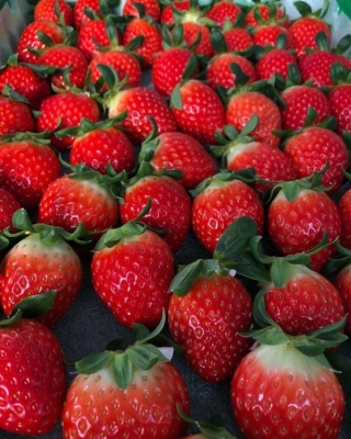 赤峰三道井草莓采摘園電話號(hào)碼-第1張圖片