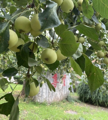 赤峰采摘蘋果園地址電話號(hào)碼-第1張圖片