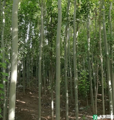 赤峰市賣楊樹苗的電話號碼-第1張圖片