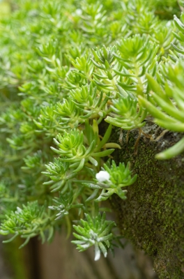 赤峰苔蘚墻施工隊(duì)電話地址查詢-第1張圖片