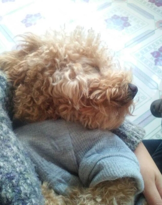 赤峰石林寵物店電話多少號(hào)-第1張圖片