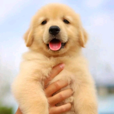 赤峰名貓名犬繁育基地電話號(hào)碼-第1張圖片