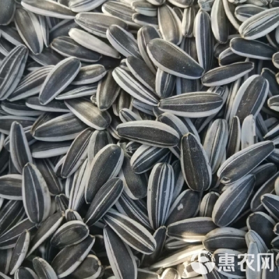 赤峰瓜子廠家聯(lián)系電話號碼查詢-第1張圖片