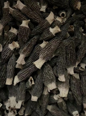 赤峰種植羊肚菌電話多少啊-第1張圖片