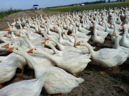 赤峰賣活大鵝電話號(hào)碼多少-第1張圖片