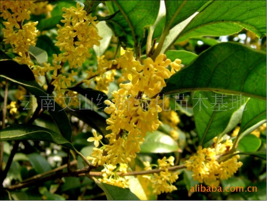 赤峰金葉專賣店電話號(hào)碼查詢-第1張圖片