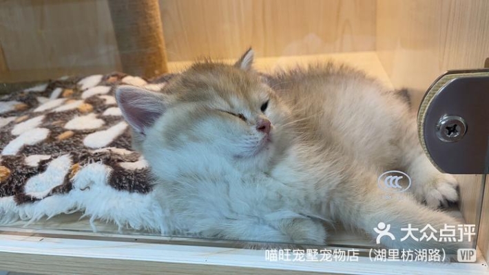 赤峰大奇寵物店電話地址查詢-第1張圖片