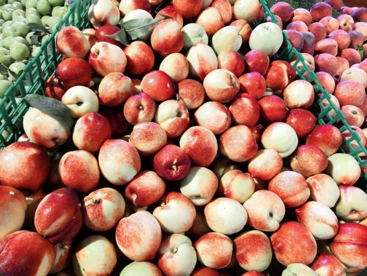 赤峰紅山區(qū)水果超市電話號(hào)碼-第1張圖片