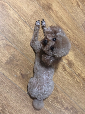 赤峰非你不寵寵物店電話-第1張圖片