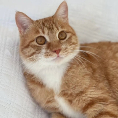 赤峰橘貓領(lǐng)養(yǎng)基地電話號(hào)碼-第1張圖片