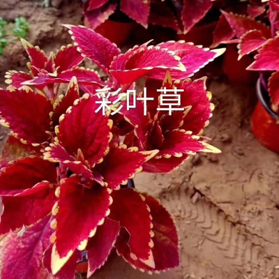 赤峰綠葉彩葉草商家電話號碼-第1張圖片