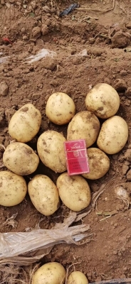 赤峰油炒面批發(fā)電話多少號(hào)-第1張圖片