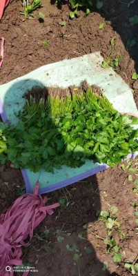 赤峰新新蔬菜批發(fā)電話號(hào)碼查詢-第1張圖片